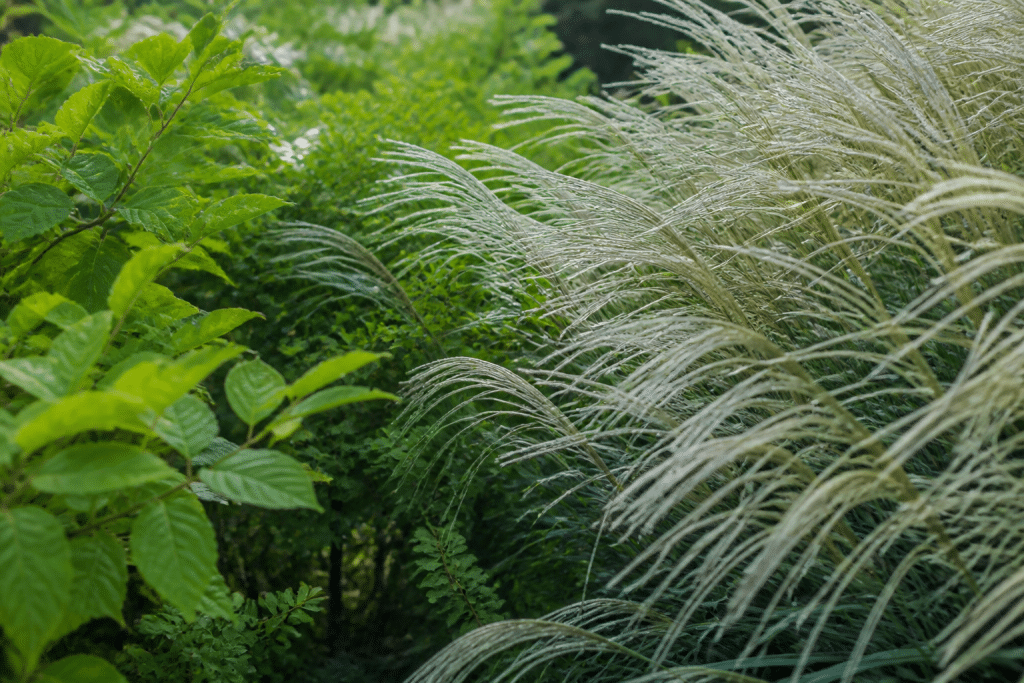 Jardin avec feuillage vert et graminées argentées brillantes