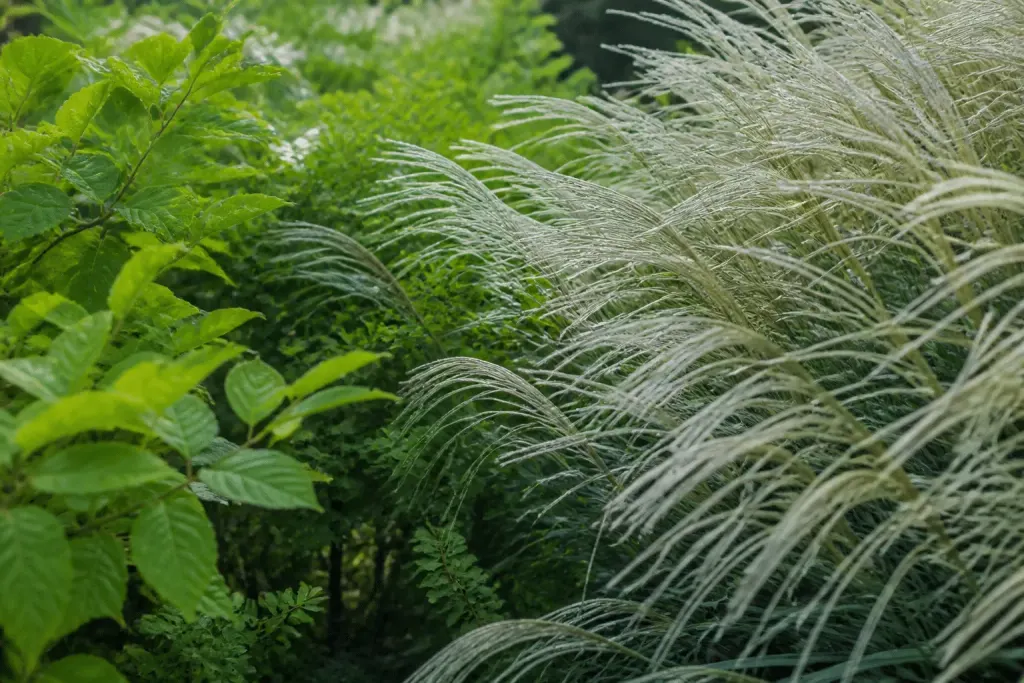 Jardin avec feuillage vert et graminées argentées brillantes