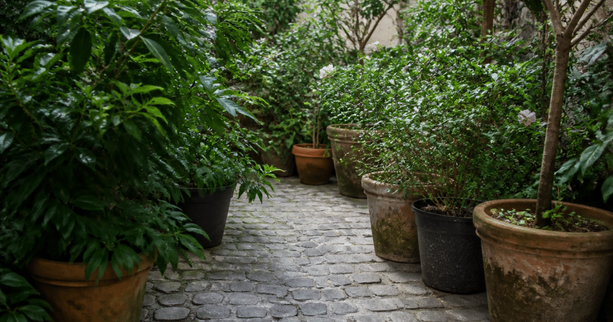 Petit espace vert avec allees pavees et plantes en pots arranges