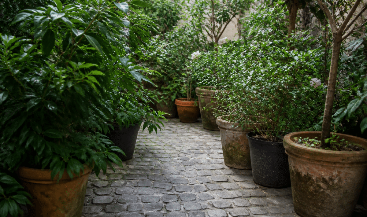 Petit espace vert avec allees pavees et plantes en pots arranges