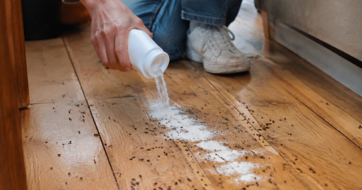 Personne versant poudre blanche sur parquet infeste de puces